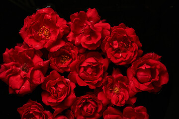 Red roses on a black background. View from above. Full frame