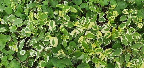 Green leaves with white spotted call Named Chinese violet, Coromandel. Scientific name: Asystasia gangetica(L.) T. Anders.). It is a beautiful and herbaceous plant that used as a vegetable or Herb.
