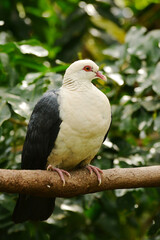 Perched White-headed pigeon (Columba leucomela)