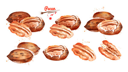 Watercolor illustration set of Pecan Nut