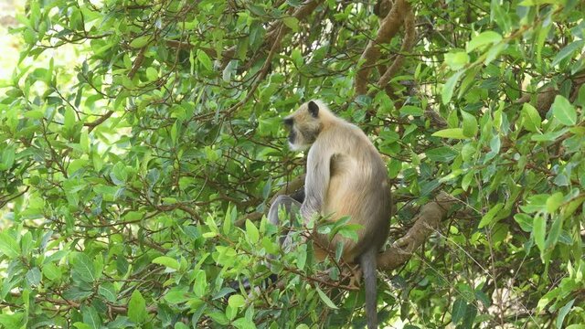 full shot of Gray or Hanuman langurs or indian langur or monkey on tree eating leaves or leaf at ranthambore national park or tiger reserve rajasthan india - Semnopithecus