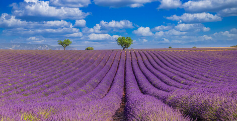 Fototapeta na wymiar Nature landscape view. Wonderful scenery, amazing summer landscape of blooming lavender flowers, peaceful sunny scenic, agriculture. Beautiful nature inspiration background. France Provence, Valensole