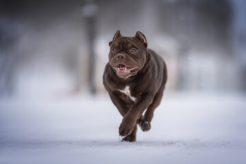 A powerful American Bully chocolate puppy running through deep snowdrifts against the backdrop of a frosty winter landscape
