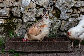 chicken standing in the feeder and pecking food
