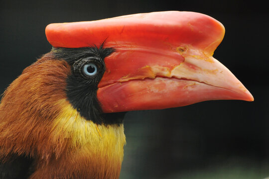 Portrait of female Northern rufous hornbill (Buceros hydrocorax)