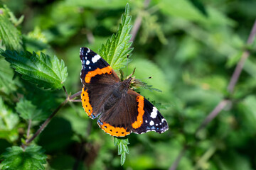 Red Admiral (Vanessa atalanta) butterfly pictured on thistle flower in sunlight