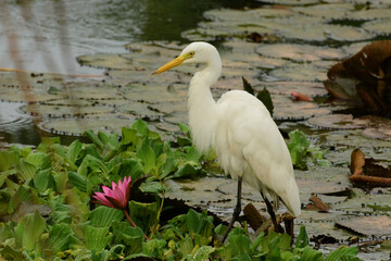 Intermediate Egret (Ardea intermedia intermedia) standing on floating water cabbage on a pond in Dehiwala-Mount Lavinia in Sri Lanka