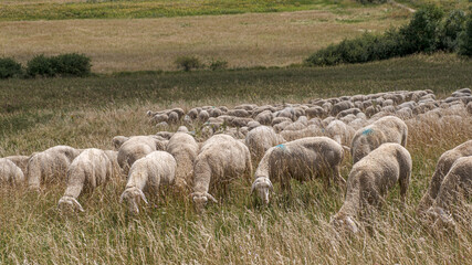 Fototapeta premium Flock of sheep feeding in a mountain meadow in Franconian Switzerlan; Schafherde beim fressen auf einer Bergwiese in der Fränkischen Schweiz