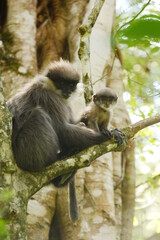 Female Montane Purple-faced Langur (Semnopithecus vetulus monticola) with offspring on a tree at the foot Hakgala Mountain in central Sri Lanka