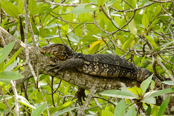 Sri Lanka water monitor (Varanus salvator salvator) on a mangrove tree at Madu Ganga Lake, Sri Lanka