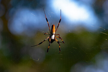 Banana Spider