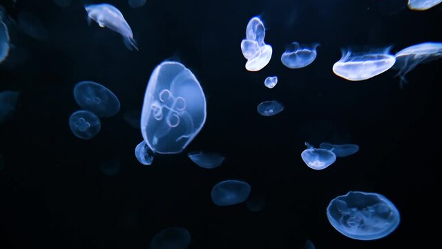 Beautiful fish in aquarium