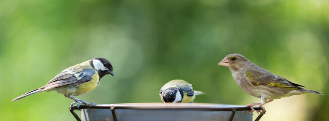Little songbirds sitting on a bird feeder. Great Tit (Parus major) and european greenfinch (Chloris...