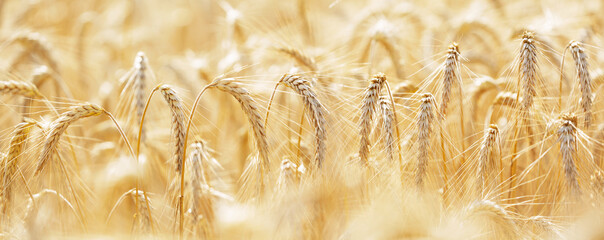 Fototapeta Ripening ears of rye in a field. Field of rye in a summer day. Harvesting period. Rural landscape obraz