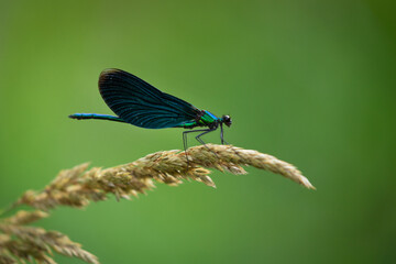 dragonfly with blue wings on green background
