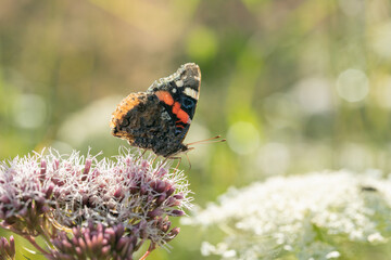Red admiral butterfly (Vanessa atalanta) looking for nectar.  - obrazy, fototapety, plakaty