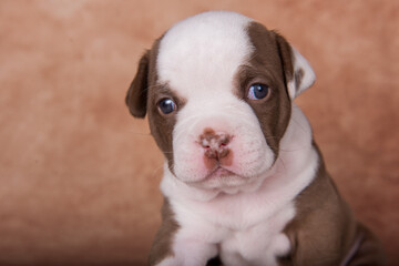 Funny American Bullies puppy on brown background