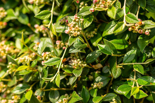 Closeup of a bee on a cotoneaster lucidus shrub outdoors