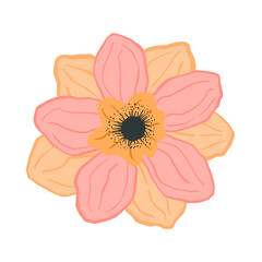 Beautiful anemone closeup isolated on white background. Spring flower pink in doodle style for any purpose.