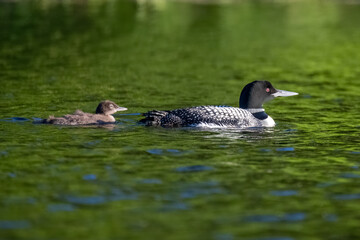 Loon family swimming in lake water