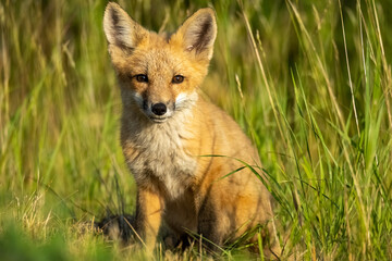 red fox cub in the wild