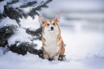 Naklejka na ściany i meble A cute male pembroke welsh corgi with big ears sitting in a deep snowdrift near thick snow-covered trees against the backdrop of a frosty winter landscape