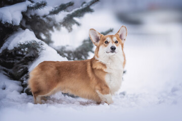 A cute male pembroke welsh corgi with big ears standing in a deep snowdrift near thick snow-covered trees against the backdrop of a frosty winter landscape