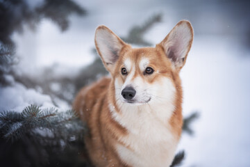 Close-up portrait of a cute male pembroke welsh corgi with big ears sitting among snow-covered fir branches and looking away against the backdrop of a frosty winter landscape