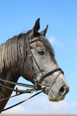 Fototapeta na wymiar Side view head shot close up of a gray colored horse