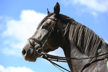 Side view head shot close up of a gray colored horse