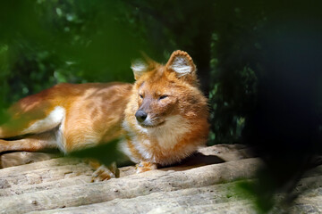 Portrait du dhole
