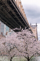 Blooming Cherry Blossom Trees on Roosevelt Island below the Queensboro Bridge in New York City during Spring