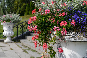 Fototapeta na wymiar geranium flowers in the garden