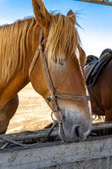 Obraz premium portrait of a horse