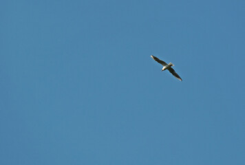 seagull fly in sky