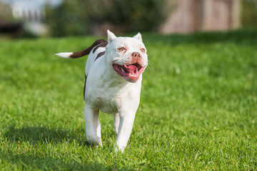 White coat American Bully puppy dog in move on grass