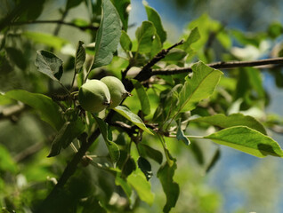 green apples on branch