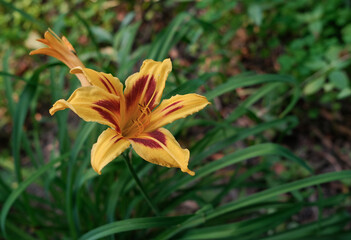 yellow flower on background