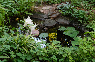 white flower with water pond
