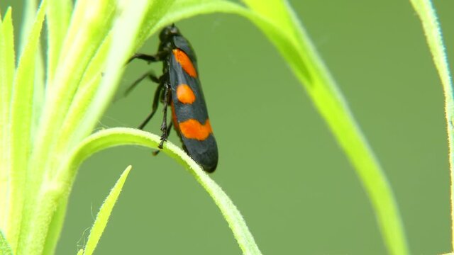 Cicada Cercopis vulnerata (also known as the black-and-red froghopper or red-and-black froghopper) flaps its wings while sitting on a tarragon leaf close-up