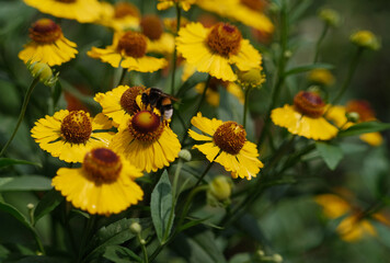 yellow flower on background