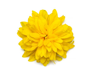 yellow flower on background