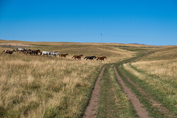 Herd of horses in the mountains