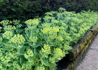 Sedum ‘Herbstfreude’ is shruby and vertical growth. The leaves are gray-green, thick and oval,...