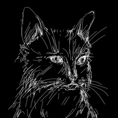 hand drawing art of black cat