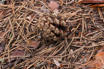 close up of pine cone