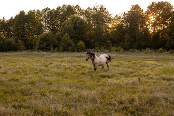 beautiful horse in the meadow. medium plan.