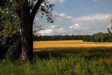 Fototapeta na wymiar landscape of a tree near a wheat field
