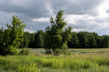 Obraz premium landscape. overcast. clouds. foliage