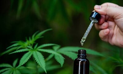 Hand holding a detailed dropper bottle with CBD oil on a hemp flower hemp oil background. Herbal...